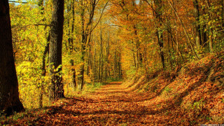 Dirt road fall trees leaves 5 - a dirt road free wallpaper