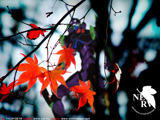 Red leaves purple dragon autumn - neofauvism free wallpaper