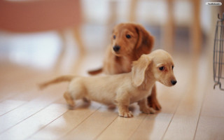 Small dogs hardwood floor chair - adorable free wallpaper