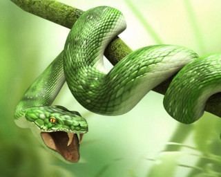 Green snake mouth open branch 2 - the background and a blurry background free wallpaper