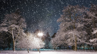 Snowy night park trees lights 4 - all free wallpaper