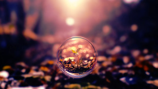 Glass ball plant tabletop blurry - a glass ball free wallpaper