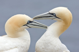 Two white birds touching beaks - their beak free wallpaper for desktop