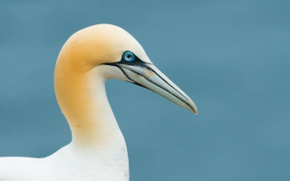 Bird blue eye long beak - a long beak free wallpaper for desktop