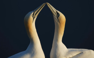 Two birds touching beaks dark - ecological art free wallpaper