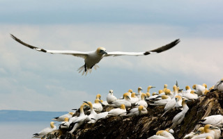 Flock birds rock formation ocean - above them free wallpaper