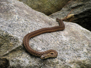 Snake rock background rock foreground - an illustration free wallpaper for desktop