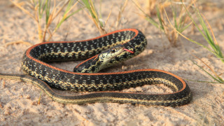 Snake laying ground sand grass - a snake free wallpaper