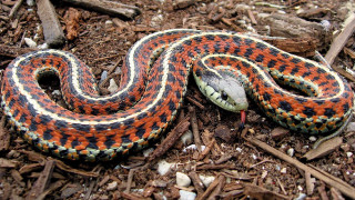Snake curled ground head tongue - e. simms campbell free wallpaper