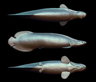 Two fish three positions black - an illustration of free wallpaper