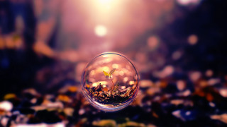 Glass ball plant tabletop blurry 2 - a glass ball free wallpaper