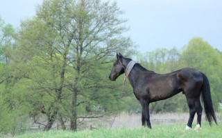 Horse field trees blue sky - the background and a sky background free wallpaper