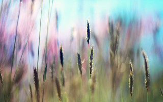 Blurry flower field sky ocean - flower and grass free wallpaper