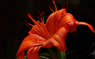 Flower orange naturalism macro food - a dark background behind free wallpaper