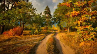 Dirt road autumn leaves forest 3 - a dirt road free wallpaper for desktop