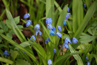 Blue flower butterfly field grass - a field of grass and grass free wallpaper