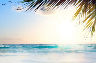 Palm tree ocean sun birds - sun free wallpaper for desktop