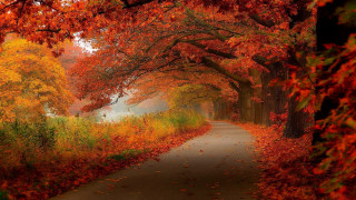 Foggy path autumn leaves forest - foggy free wallpaper