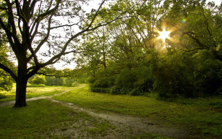 Dirt road grassy forest sunlight - a grassy area free wallpaper