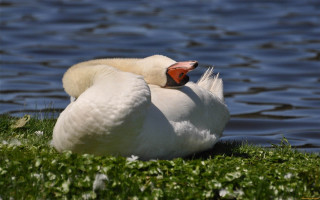 Swan grass water head beak - eye closed free wallpaper