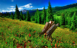 Field tree stump mountain flowers - bob thompson free wallpaper for desktop