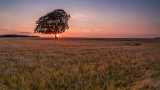Lone tree wheat field sunset - the sun setting behind free wallpaper
