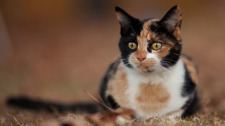 Serious black cat in grass - a serious look free wallpaper