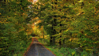 Autumn road trees yellow leaves - green foliage free wallpaper