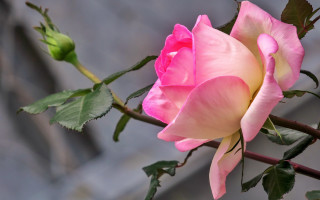 Pink rose green leaves vase - a pink rose free wallpaper for desktop