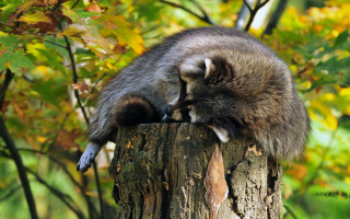 Raccoon tree stump woods blurry - a raccoon free wallpaper