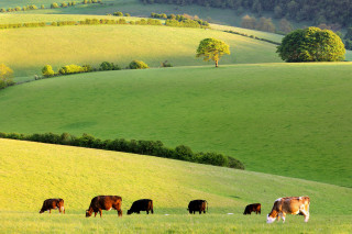 Cattle grazing green hillside landscape - hill free wallpaper
