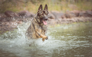Dog running water tongue out - its tongue free wallpaper