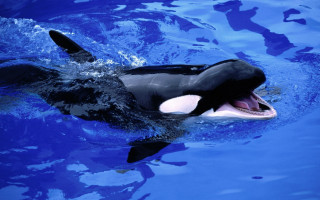 Orca open mouth blue ocean - free animals wallpaper