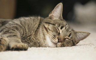 Cat sleeping floor blurry photorealistic - its head free wallpaper