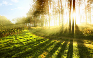 Sunbeam shining through trees grassy - free light wallpaper