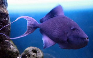 Purple fish aquarium rocks algaes - clovis trouille free wallpaper for desktop