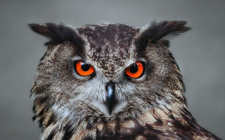 Owl orange eyes black background 5 - an owl free wallpaper