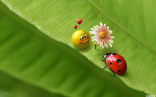 Ladybugs green leaf flower macro - a ladybug free wallpaper