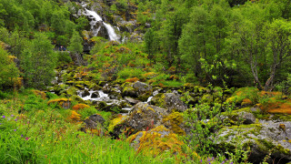 Waterfall forest green plants rocks - a waterfall in a forest free wallpaper