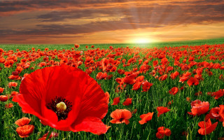 Red flower field sunset cloudy - red flower free wallpaper