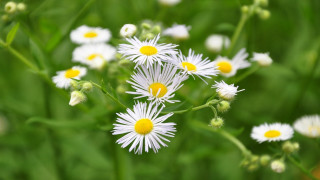White flowers green field bokeh - the center free wallpaper for desktop