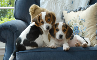 Two dogs blue couch teddy - daphne mcclure free wallpaper