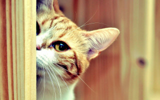 Cat peeking door blue eyes - its head free wallpaper