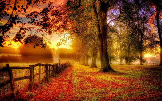 Fence autumn leaves sunset fog - tree and grass free wallpaper