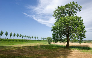 Tree field background clouds blue - a row of trees free wallpaper