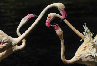 Flamingos neck touch kitsch macro - their neck free wallpaper for desktop