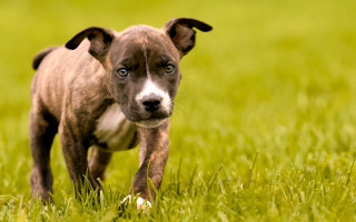 Small brown white dog field - dog free wallpaper