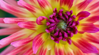 Pink yellow flower green center - yellow center free wallpaper