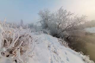 Winter river snow trees forest - a bunch of trees free wallpaper