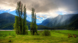 Grassy field trees lake mountains - cow free wallpaper